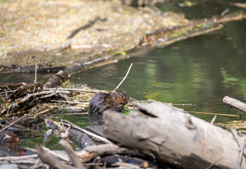 water rats on the river in vivo