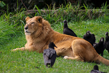 Naklejka na ściany i meble Lion resting in the woods surrounded by vultures