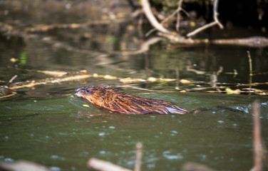 water rats on the river in vivo