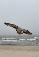Flying seagull and Baltic Sea, Poland. 