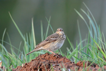 Tree pipit Anthus trivialis sitting on ground with open beak. Cute little meadow songbird in wildlife.
