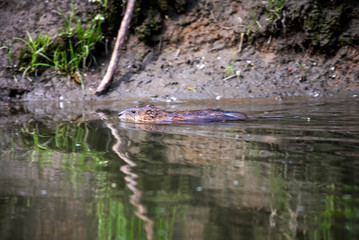 water rats on the river in vivo