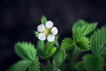 kwiat poziomki na krzewie na ciemnym tle © Henryk Niestrój