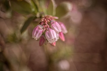 kwiaty borówki amerykańskiej na rozmytym tle © Henryk Niestrój