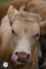 Broun cow chewing a flower with tongue, close up. Soft focus on