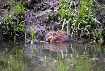 water rats on the river in vivo