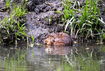 water rats on the river in vivo