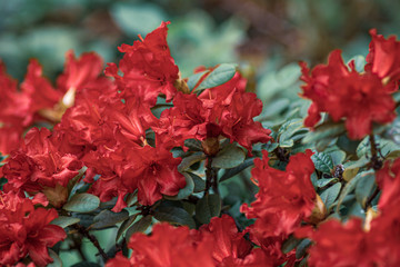 czerwone kwiaty rododendronu