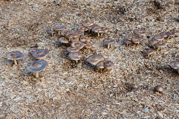 Mushrooms growing in mulch
