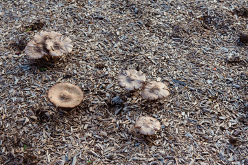 Mushrooms growing in mulch