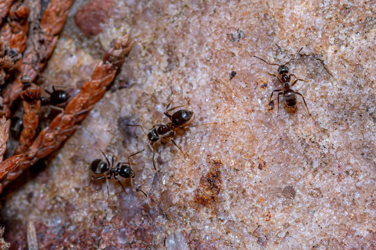 czarne mrówki w ogrodzie