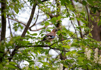 beautiful wild bird jay in the wild