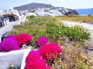 flowers in the garden in santorini