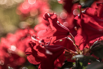 piękne kwiaty na rozmytym tle w kolorowym ogrodzie © Henryk Niestrój