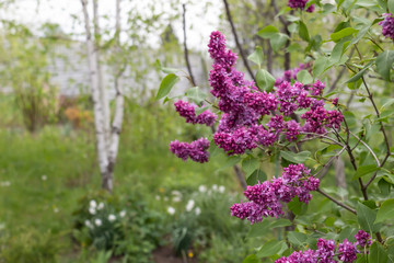 Beautiful spring landscape. Branches of blooming terry lilacs in the foreground and white birch in the background.