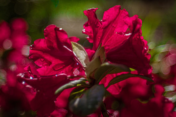 czerwone kwiaty rododendronu - obrazy, fototapety, plakaty