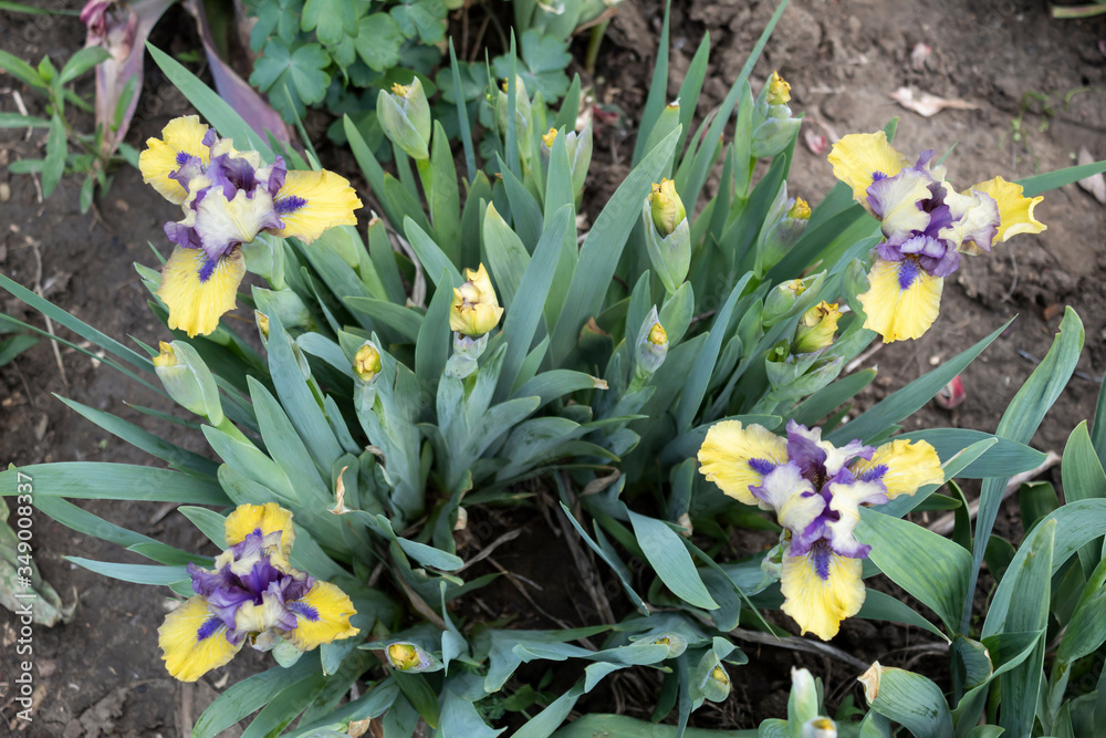 Wall mural Flowering bush of border iris in beautiful yellow-blue tones.