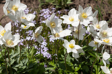 White anemone flowers on the background of creeping phlox.