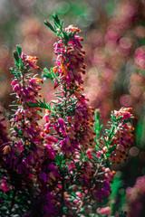 piękne kwiaty na rozmytym tle w kolorowym ogrodzie © Henryk Niestrój