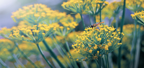 Obraz premium Yellow flowers of dill close up.Nature background.