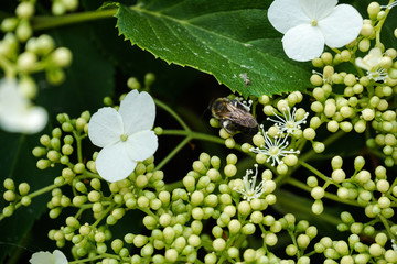 Bee on a Flower