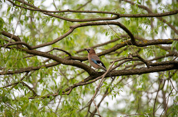 beautiful wild bird jay in the wild