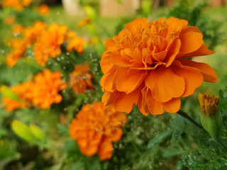 tagetes patula french marigold flower grown in garden