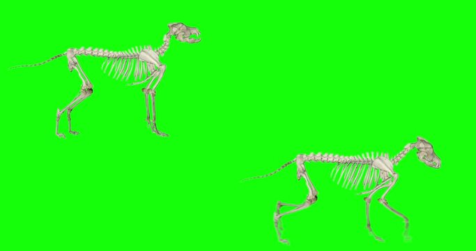 A wolf (or dog) skeleton doing a variety of loopable actions on a green background. The wolf howls while standing, howls while sitting, walks, stalks, trots, runs, and more.