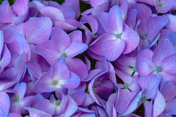 Close up of a group blue hydrangea flowers.