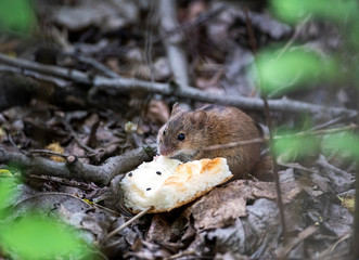 forest gray chipmunk found a crust of bread and eats it