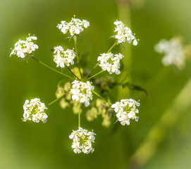 blossoming apple tree in spring