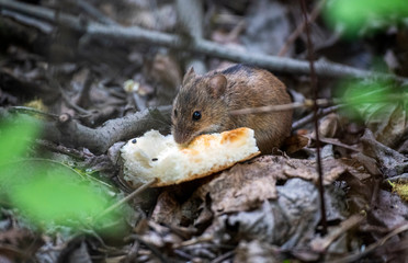forest gray chipmunk found a crust of bread and eats it