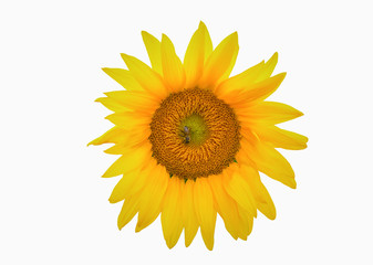 Fototapeta premium zbliżenie słonecznika, kwitnący słonecznik, słonecznik na białym tle, słonecznik z pszczołą