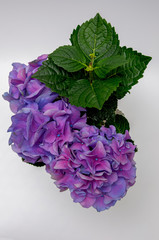 Purple pink hydrangea flowers bouquet