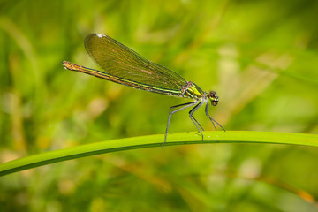 Close-up of a dragonfly resting on a leaf