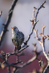 European starling on a branch