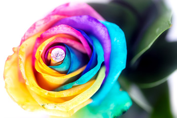 Colorful rainbow rose macro with a gem in a middle