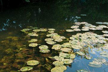 Obraz na płótnie Canvas Seerosenblätter auf einem Teich im Frühling. Die Abendsonne scheint auf das Wasser und Blätter