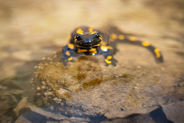 Small fire salamander, salamandra salamandra, standing on stone in river with head just above water surface. Toxic amphibian with vibrant spots to warn predators floating from front view.