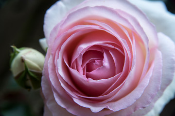 Close up of beautiful rose