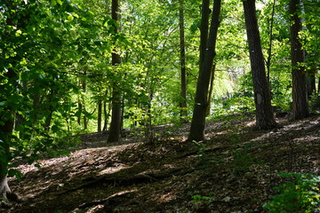Waldlandschaft mit Licht und Schatten (Berlin)