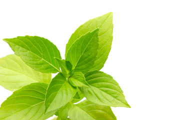 Green fresh basil leaf.