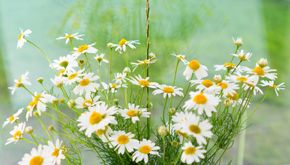 Fototapeta premium Bouquet of daisy or camomile.
