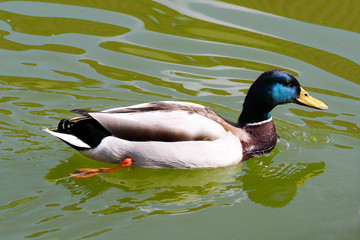 a grey wild duck with a dark blue head is swimming in the river . bird and nature