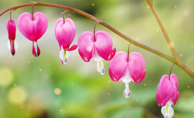 Pacific or wild bleeding heart, Dicentra Formosa flowers over light green background with bright...