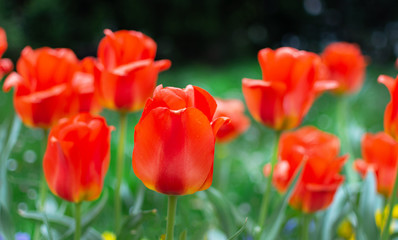 Red tulip flowers field closeup. Flower background.