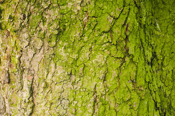 texture of tree bark with green moss. macro