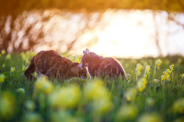 two cute lovers cats walk on a summer blooming meadow in the light of warm sunlight caressing each other