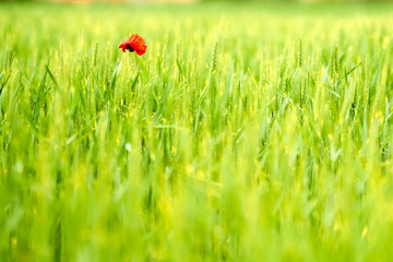 Grainfield with red accent