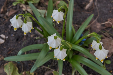Spring. Primroses bloomed in the garden.
